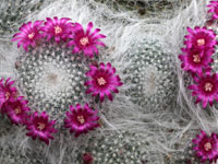 Mammillaria schwarzii